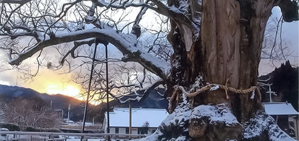 The view of the Great Noma Keyaki Tree.